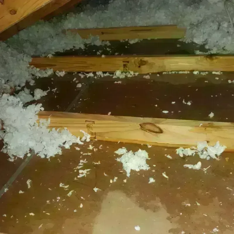 Attic Water Damage in Jeff Davis County, TX